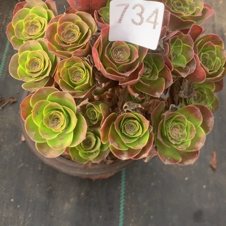 734玫瑰多多肉植物