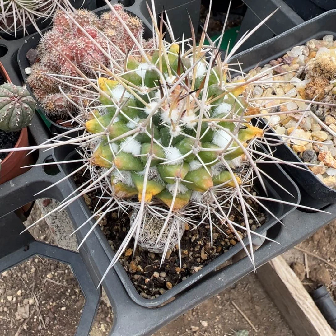 实生根白龙丸变种多肉植物带盆土