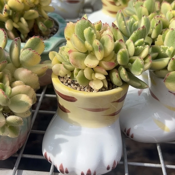 猫爪色盆熊童子多肉植物精品