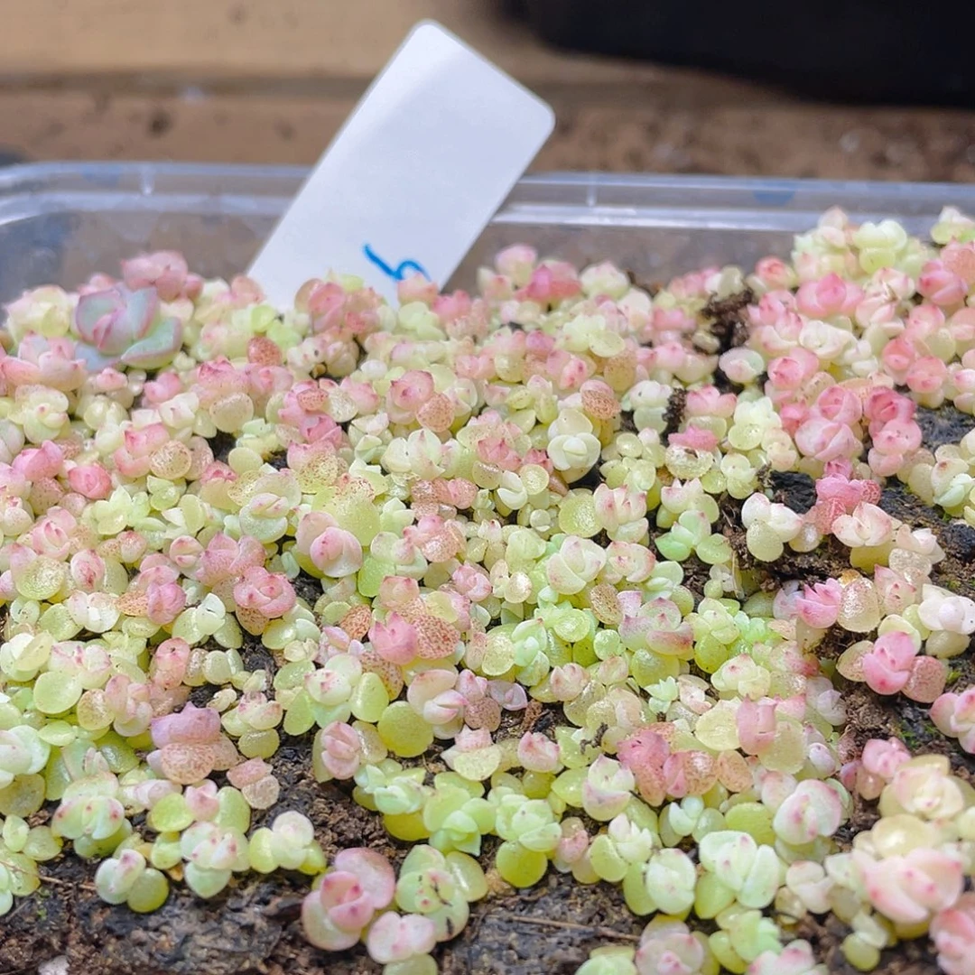 奶***࿐多肉植物多肉植物6