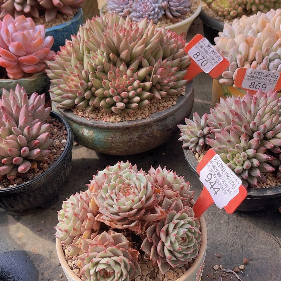 944笨吧多肉植物