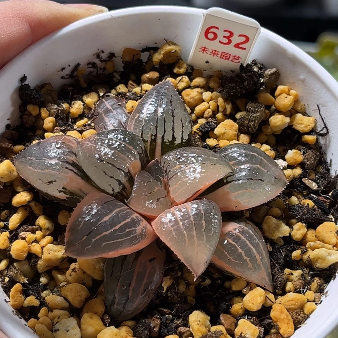 632亲之姬寿锦一物一图