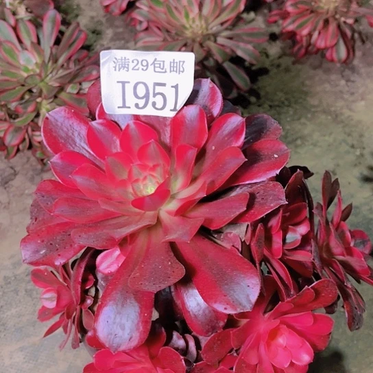 1951美杜莎多肉植物