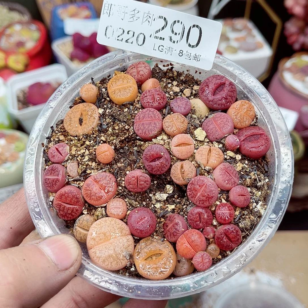 郎哥多肉生石花20-290