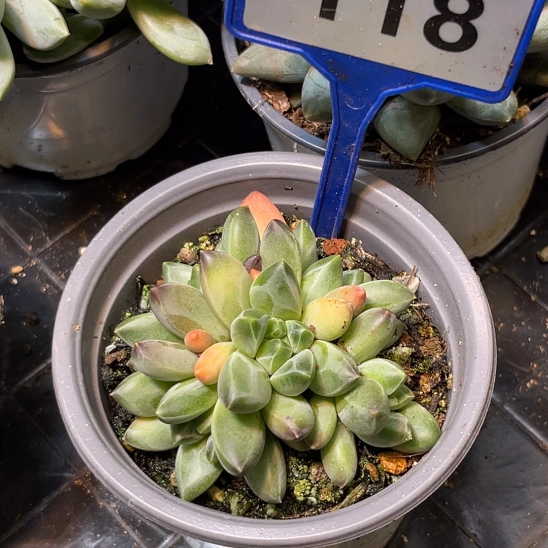 多肉植物莫吉托群118