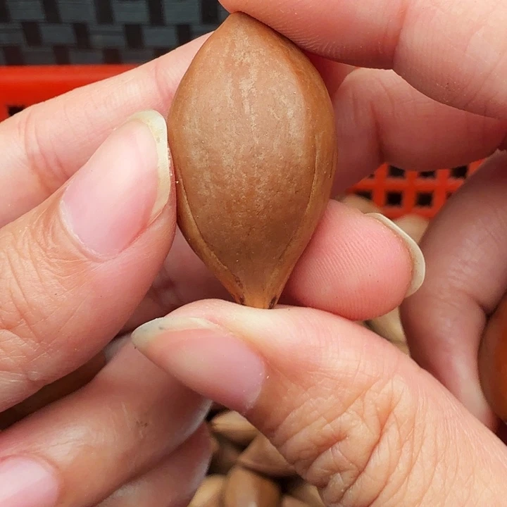 橄榄核手串/手链橄榄