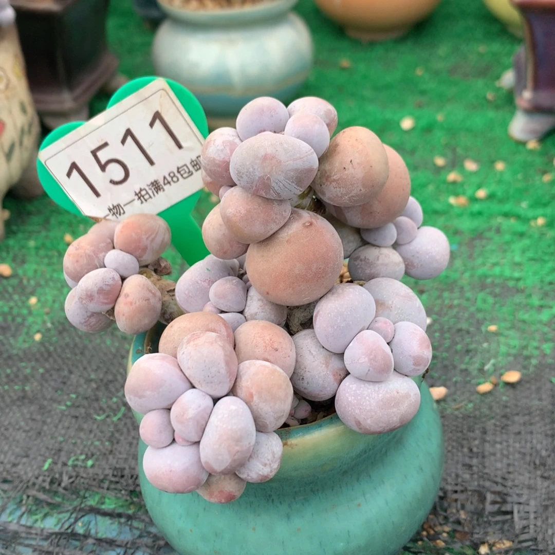 烟美人老桩无砍1511