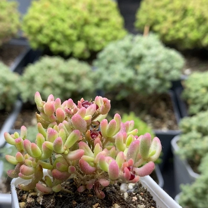 红宝石锦6817枝干番杏