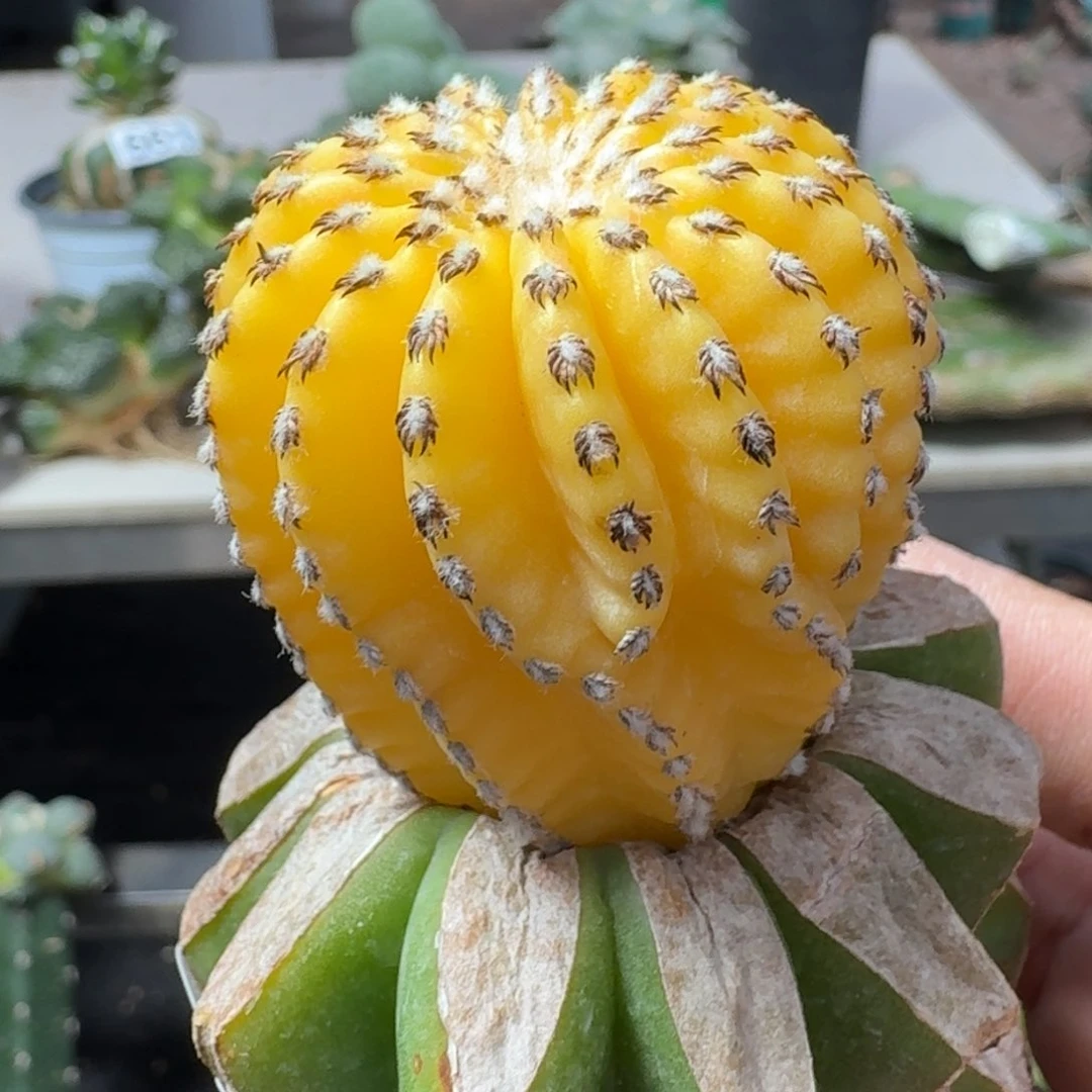 【闪购商品】无花朵苗接奇特球锦831