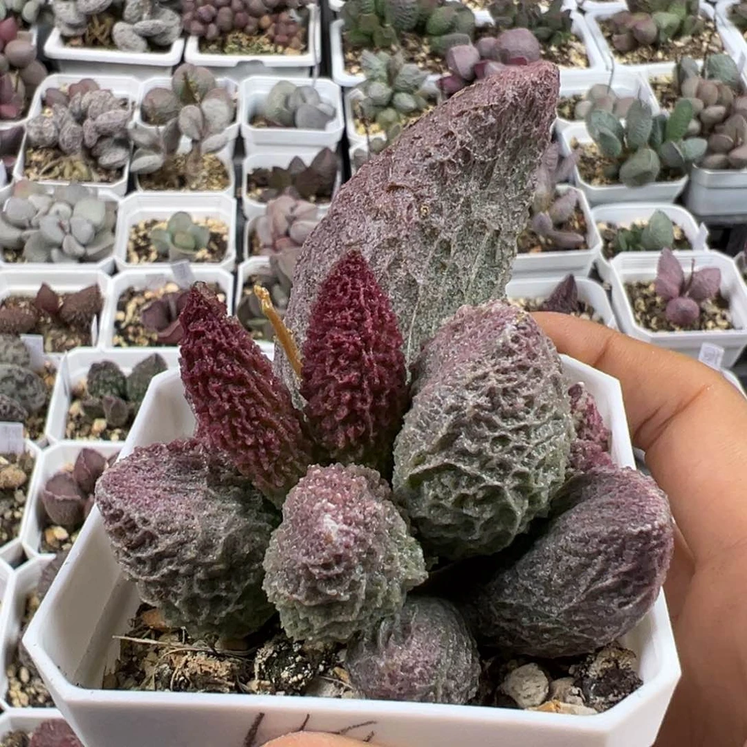 大叶型深纹路苍龙多肉植物水泡