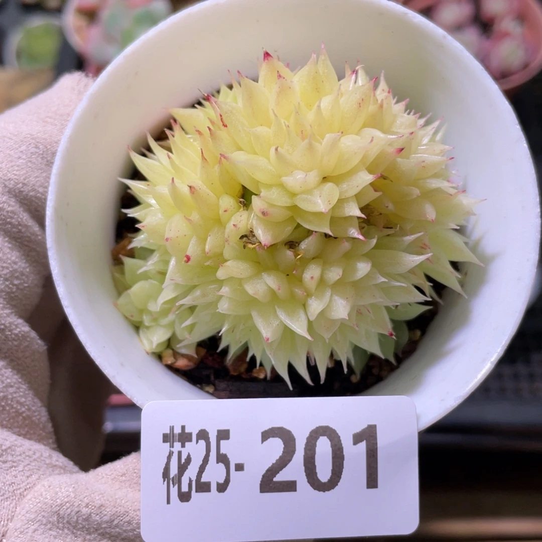 花利美25-201麦秆