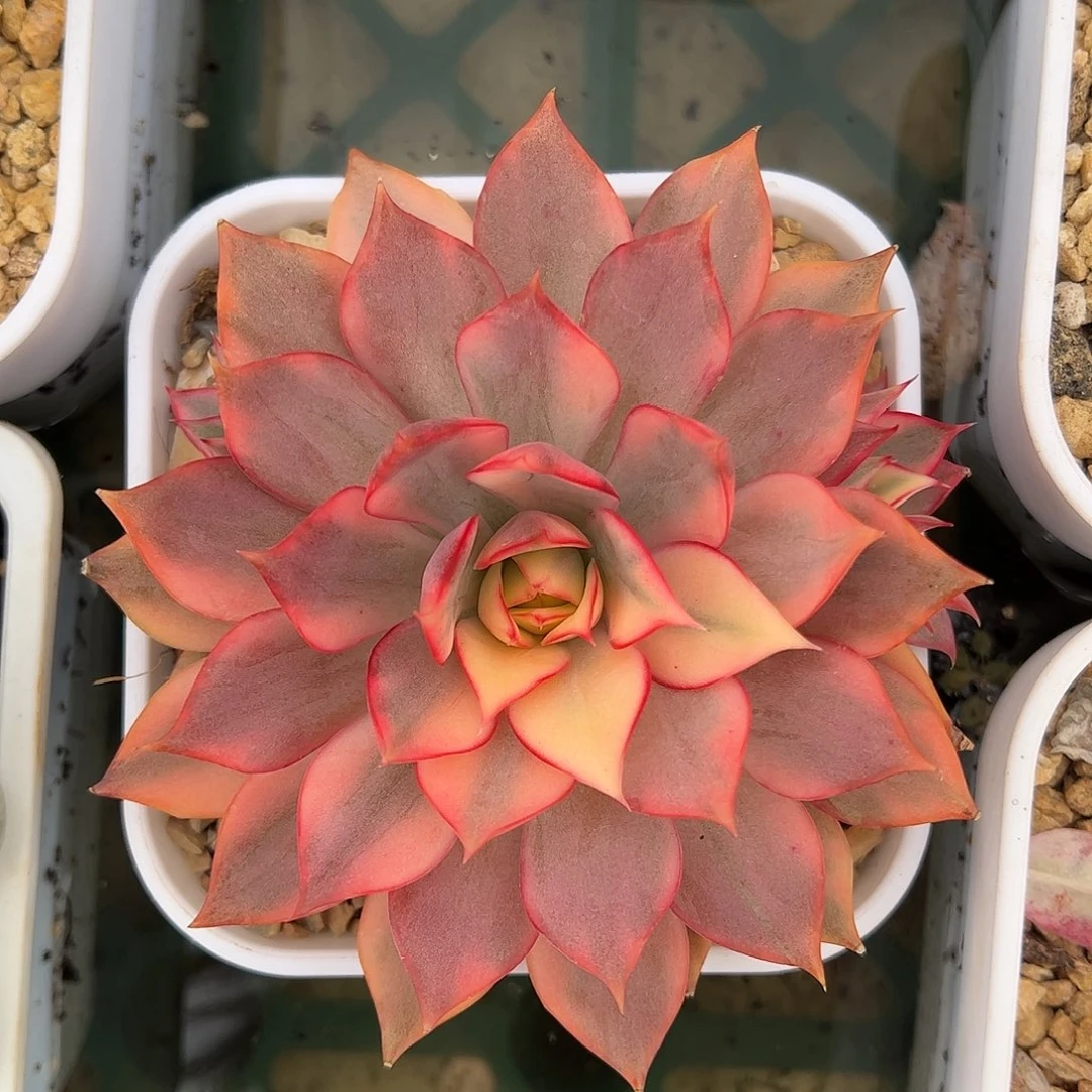 宝莲灯红锦 带两个侧芽 婕宝一物一拍