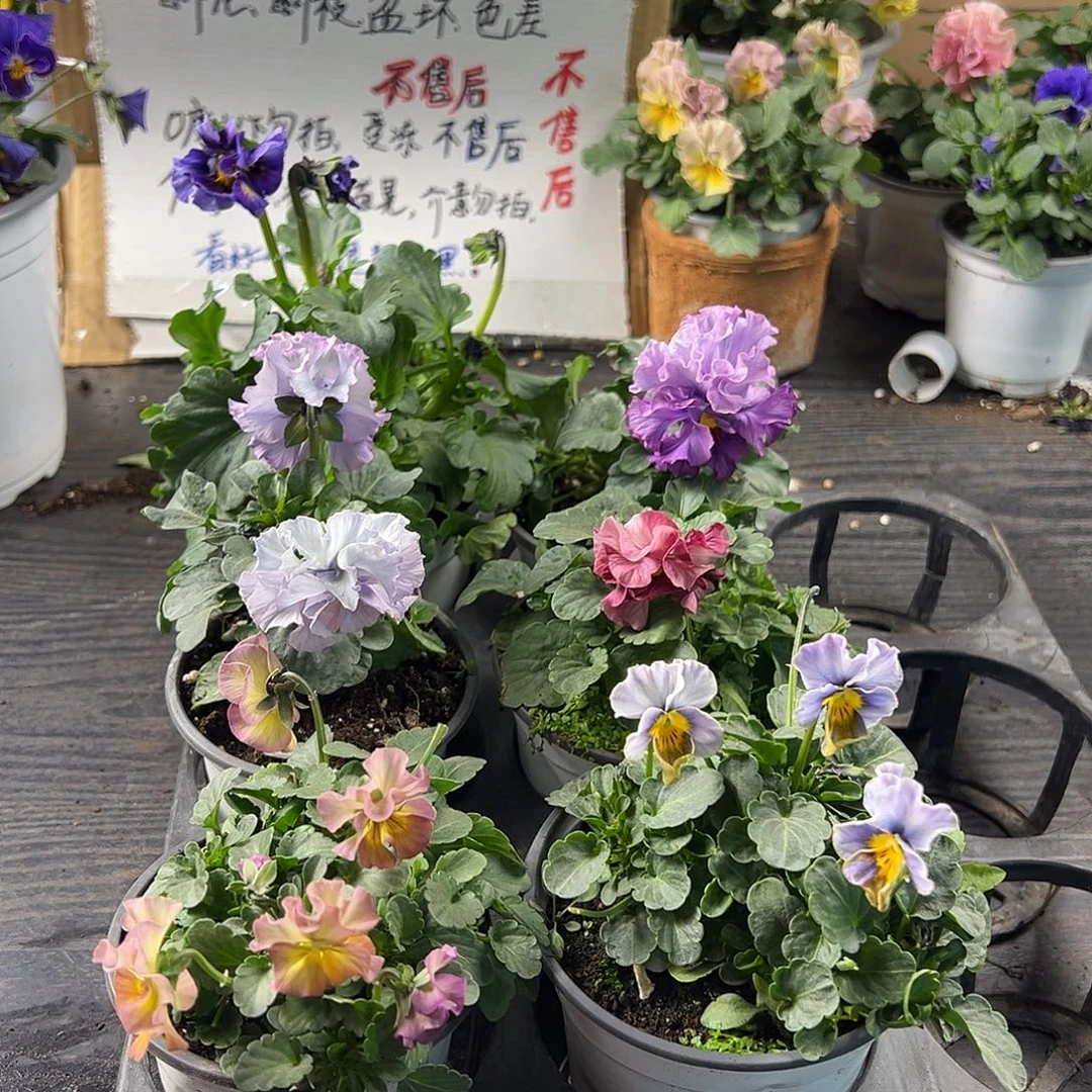 大部分花苞少量开放318号