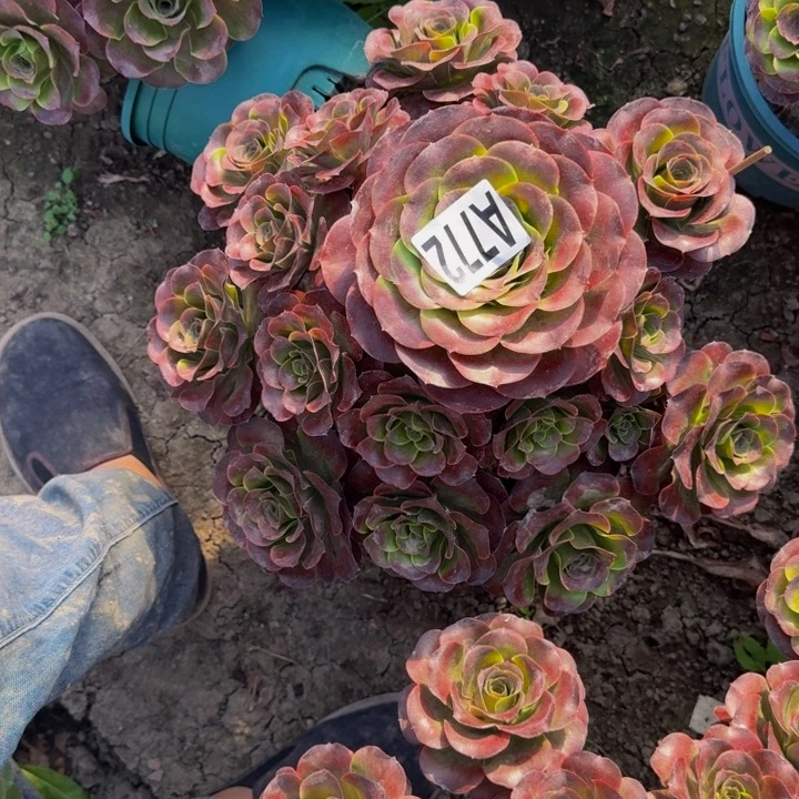 梅金花30-14包邮花花