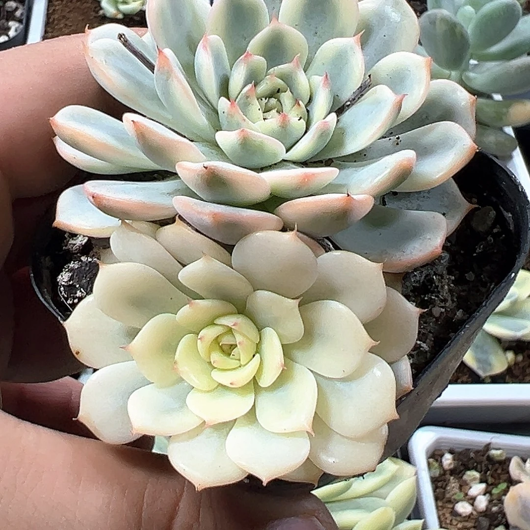 姬莲锦 小方花圃一单包邮非偏远