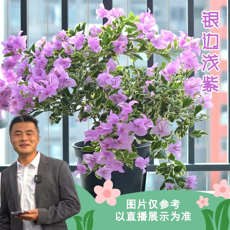 银边浅紫喜光易养护室内室外庭院花卉观赏植物