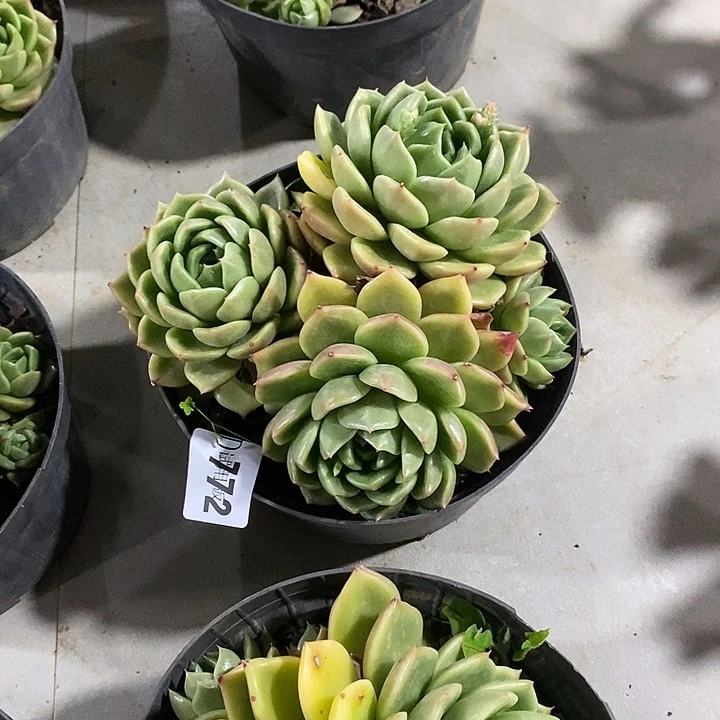 破***茧772白玫瑰多肉植物