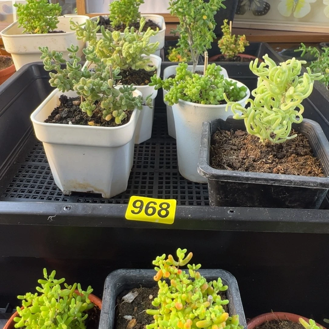 枝干番杏多肉植物968