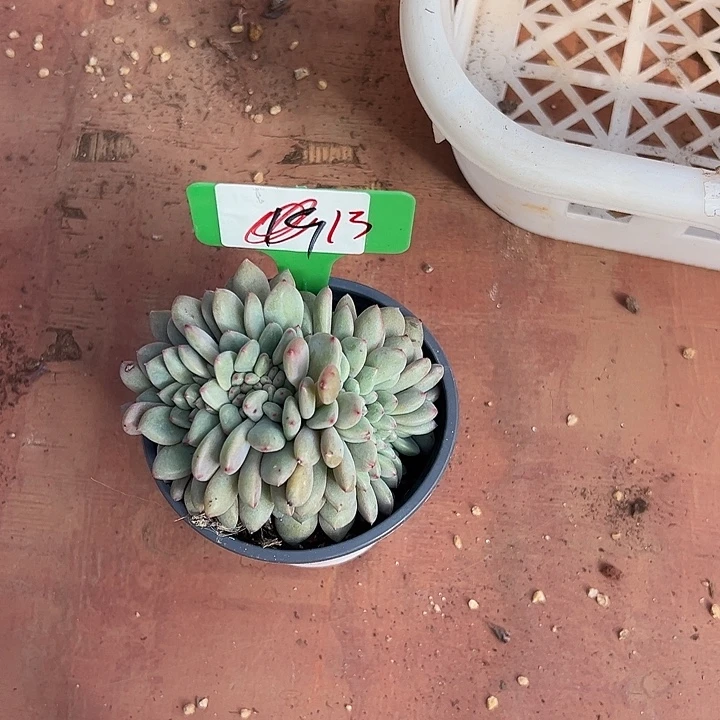 13爱丽儿一个脱土多肉