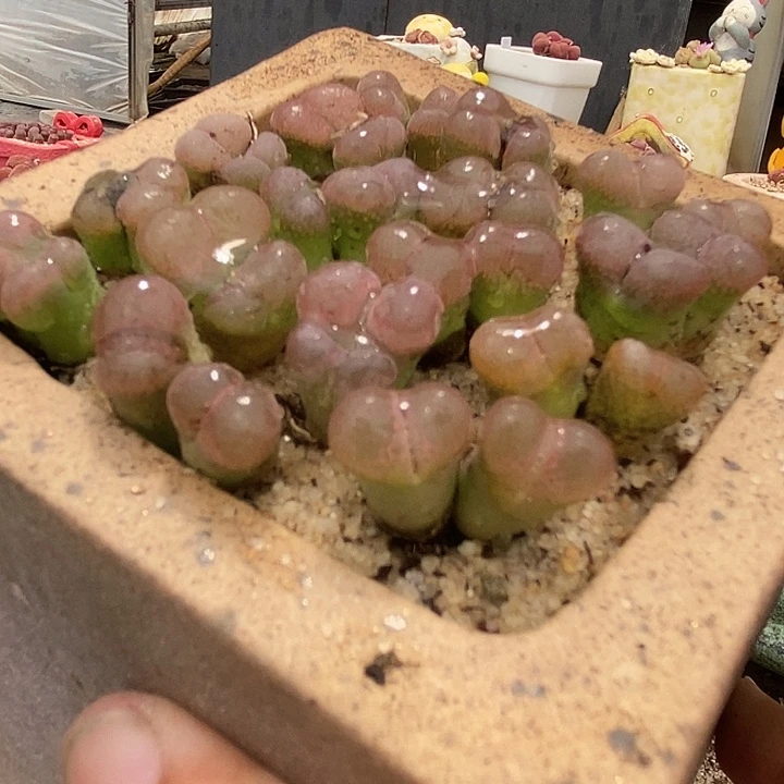 8566双头日本原株红风铃一颗