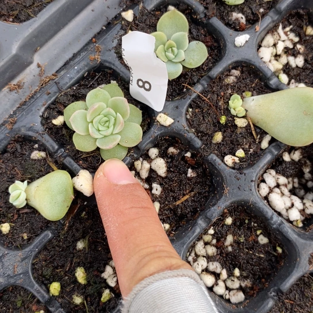 标8云腾一个穴盘多肉