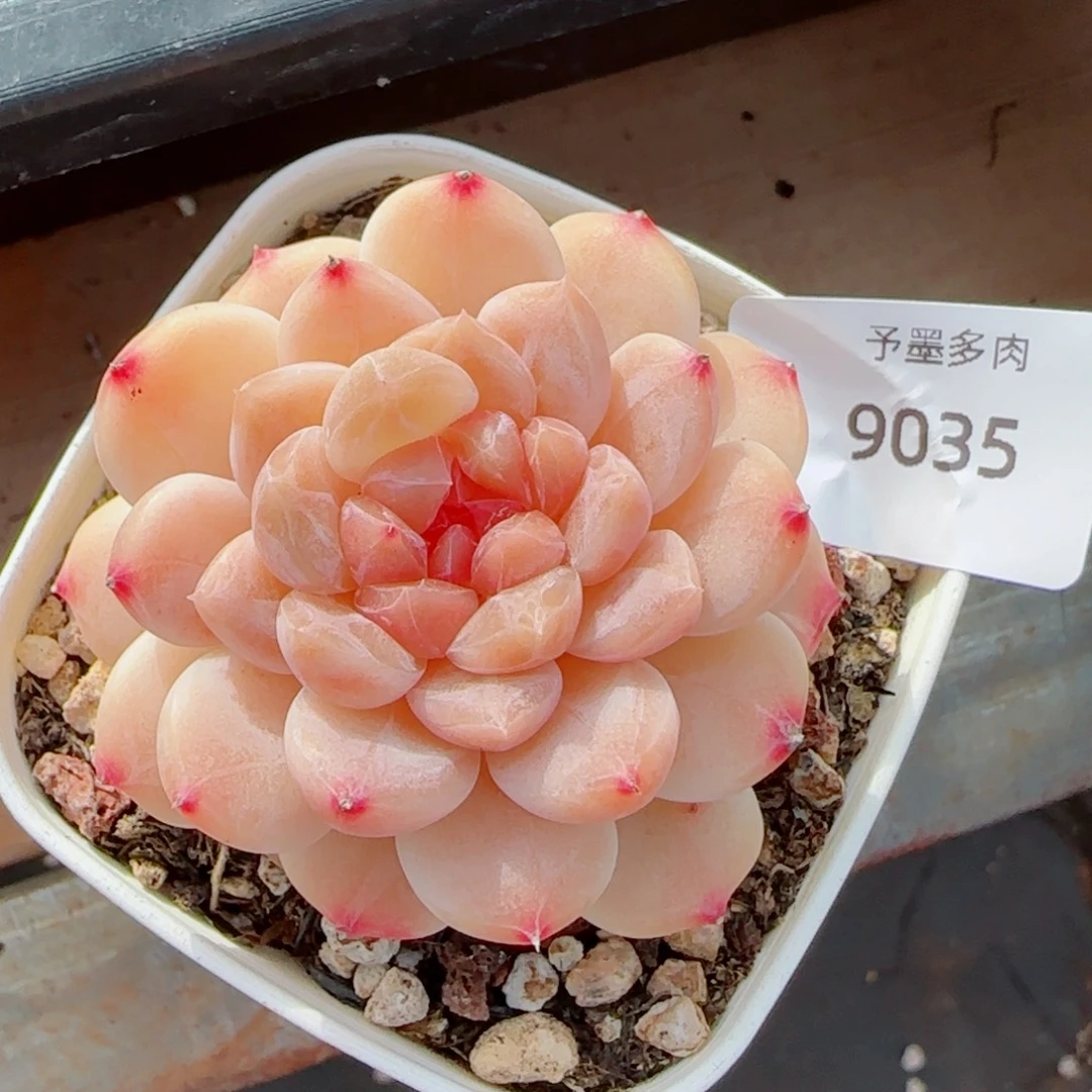 冰魄，9035多肉植物
