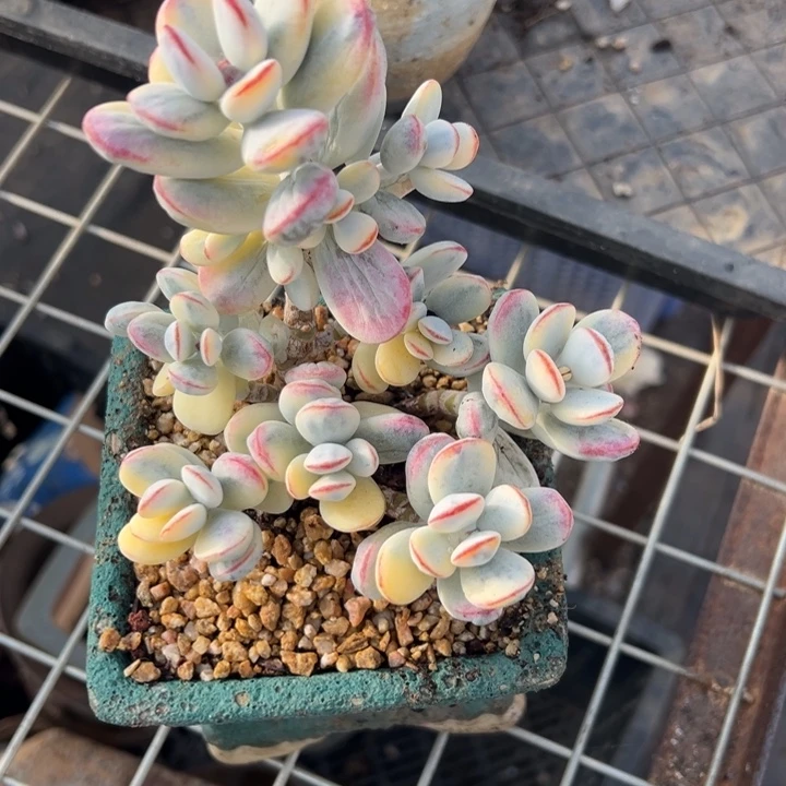 无花朵603号福娘锦老庄无砍