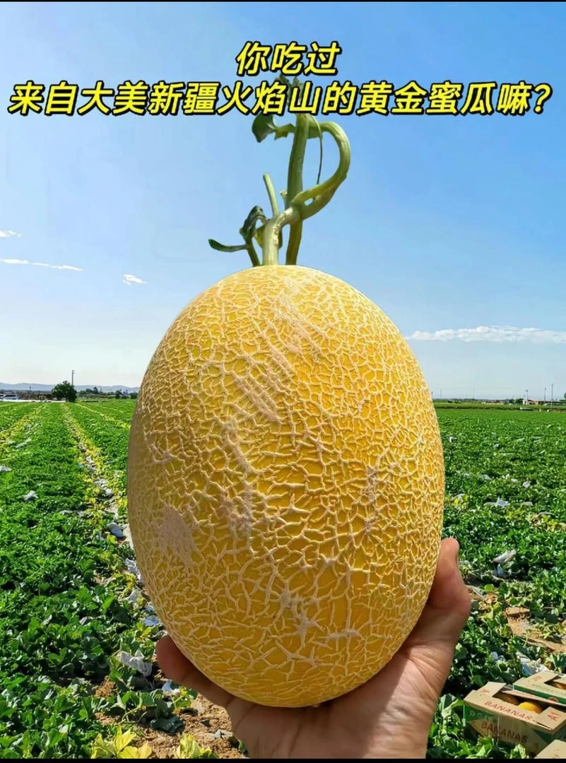 新疆吐鲁番黄金年华哈密瓜