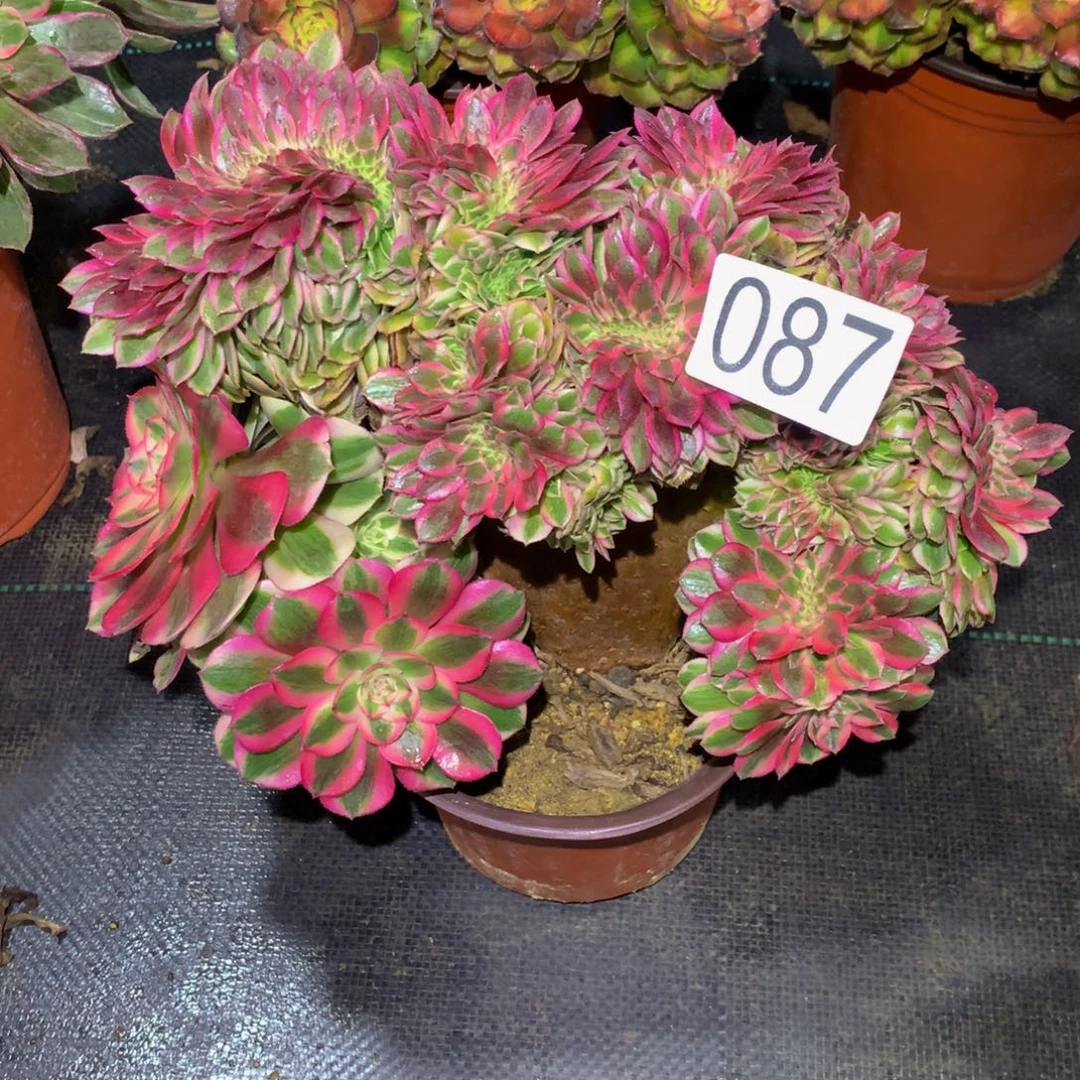 巨***博法师多肉植物087倾城缀