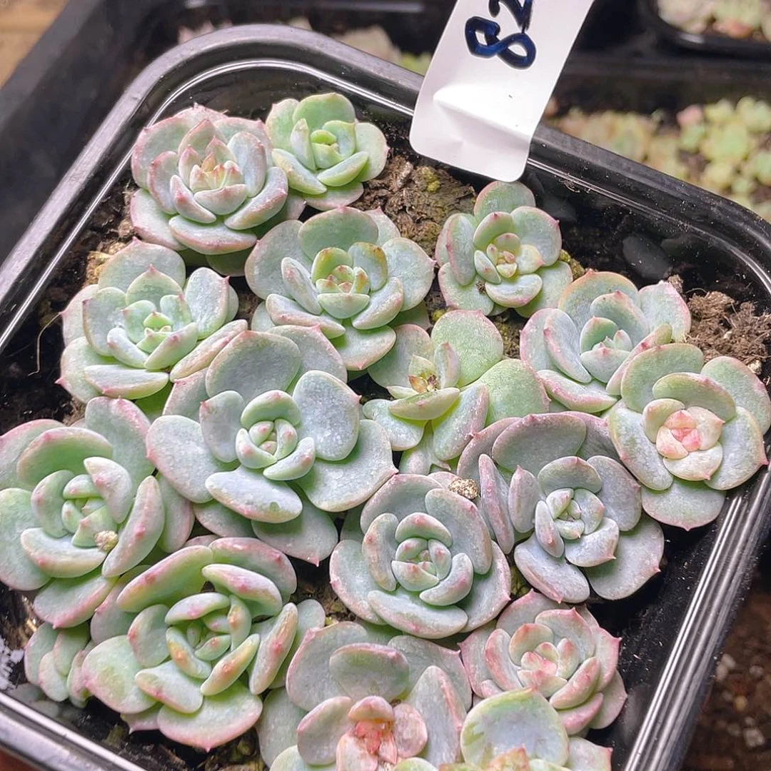 多肉植物多肉植物82