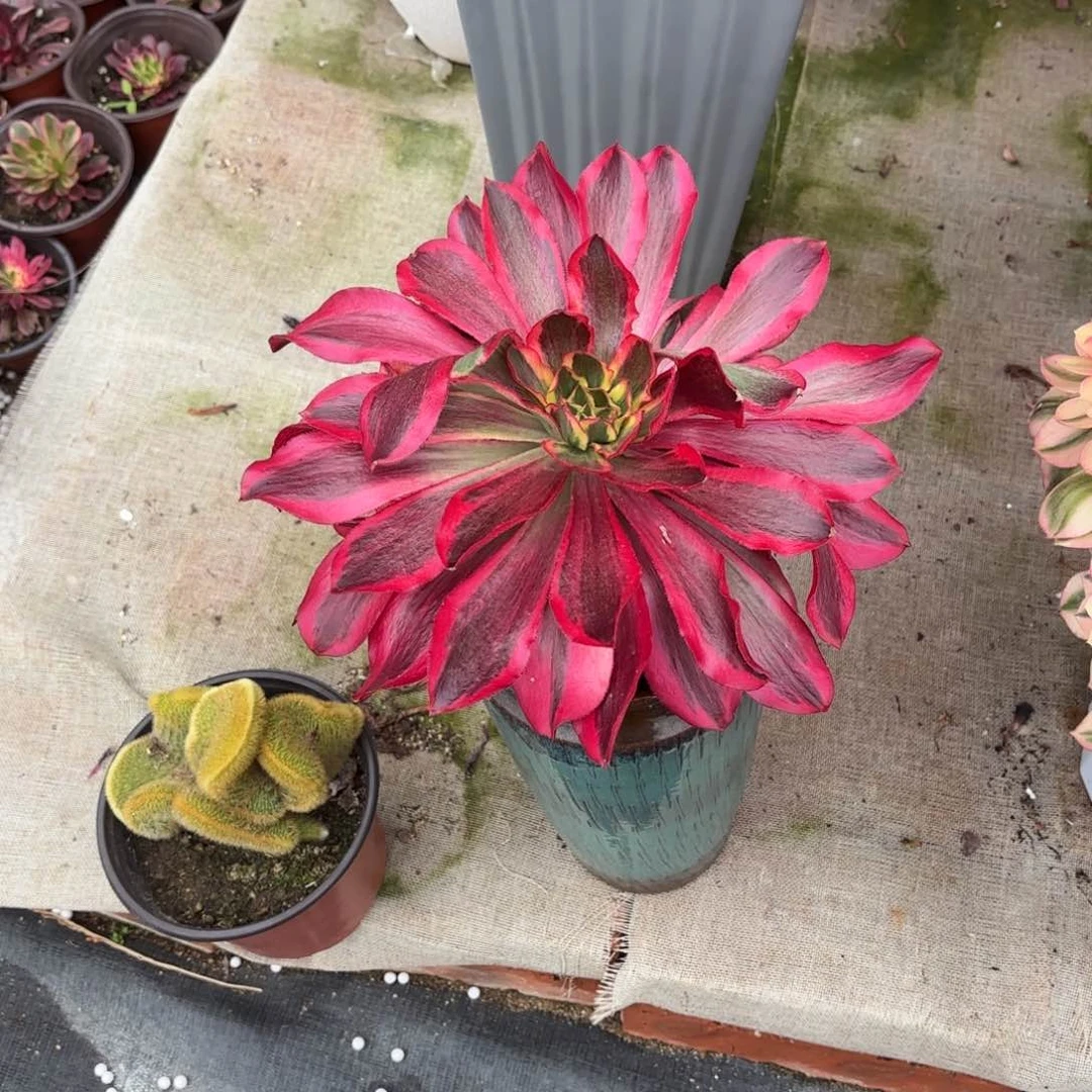 红*花好月又圆2025030863