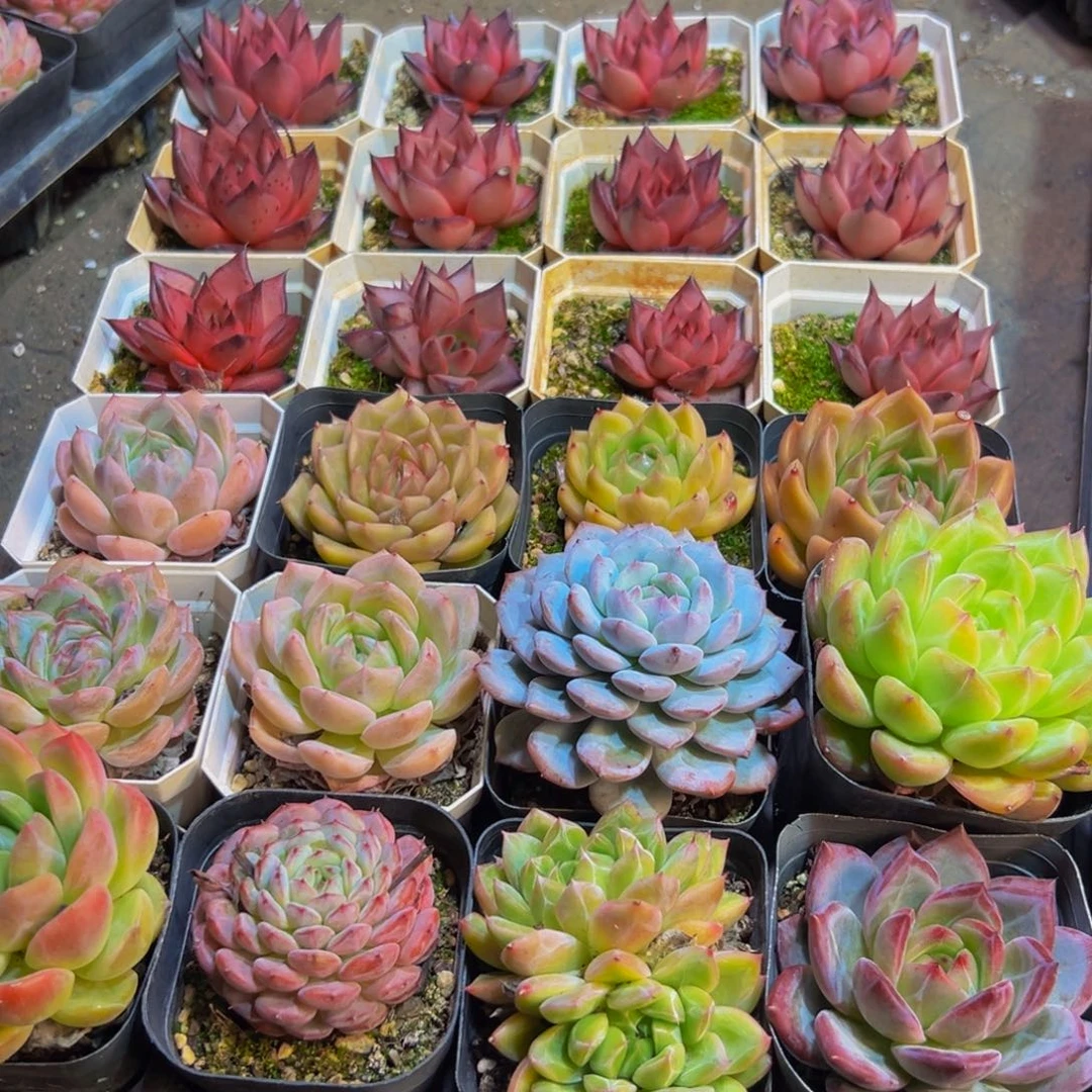 陈***太218多肉植物和植物的生长