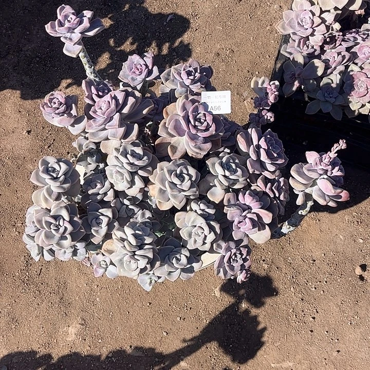 -****紫乐变异锦，一物一拍