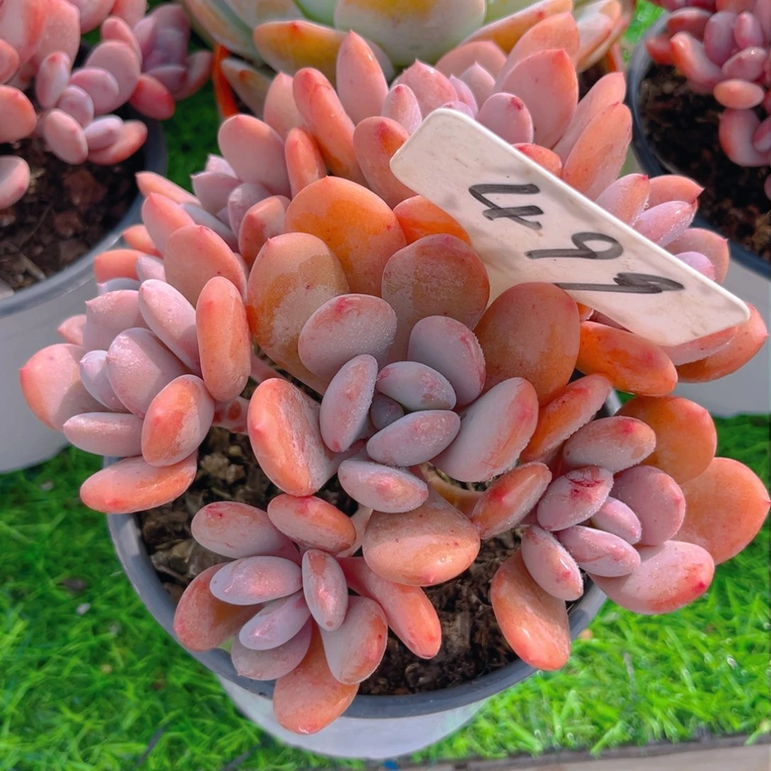 幸*?499fghhjjjjjjjj