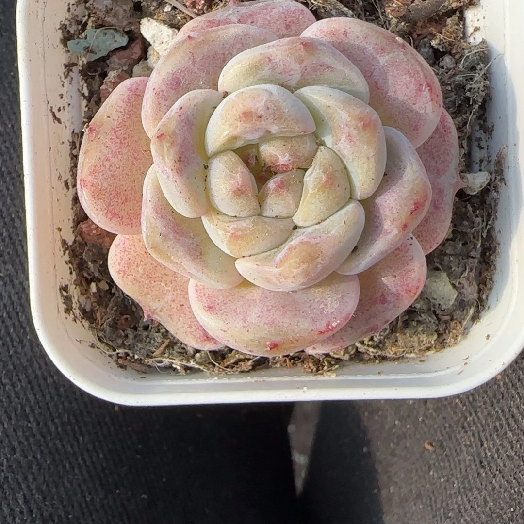 小卡拉米糖心一物一拍