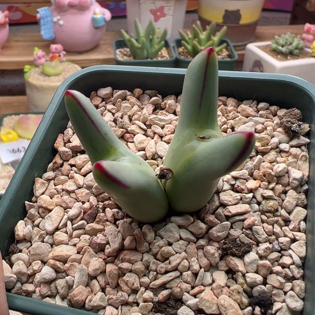 05。0136尖耳皮卡丘。优选红边