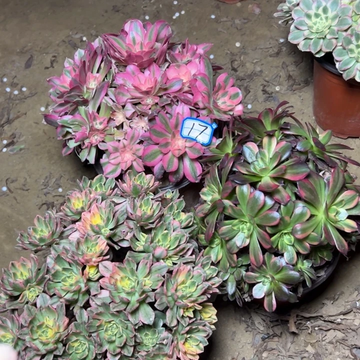 多肉植物断枝不包17