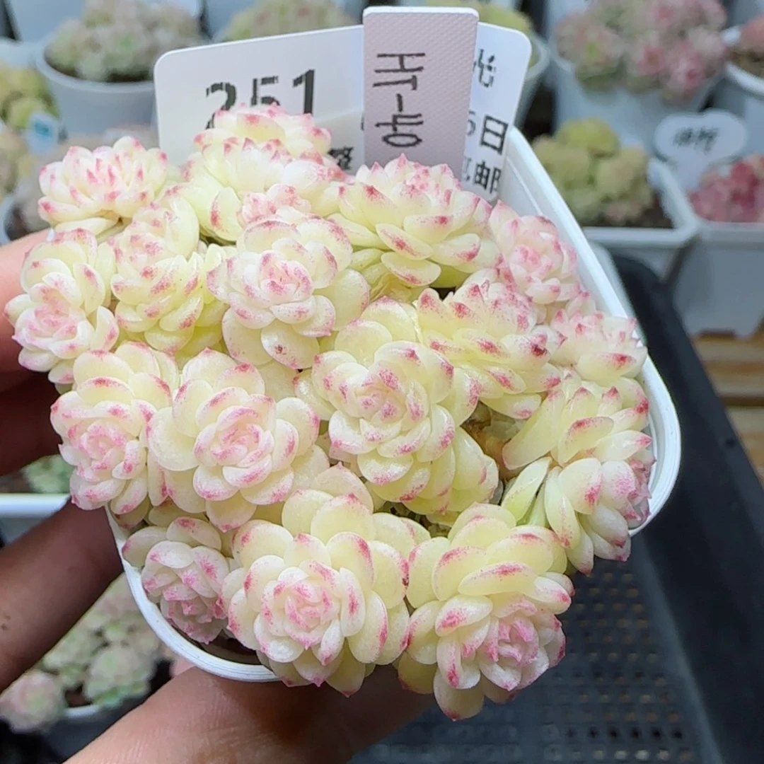 【闪购商品】0226-251（ht-40）