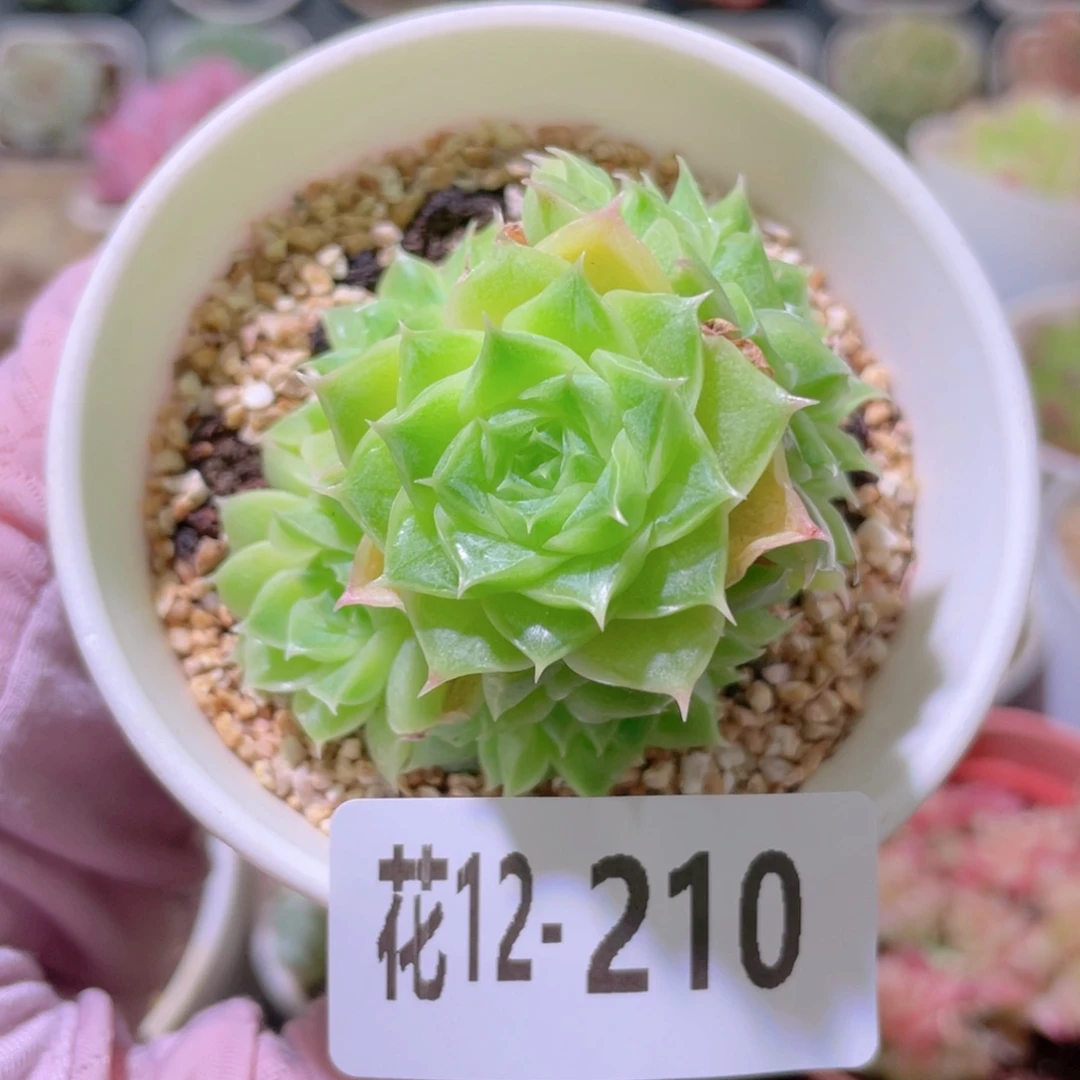 花利美12-210麦秆单头