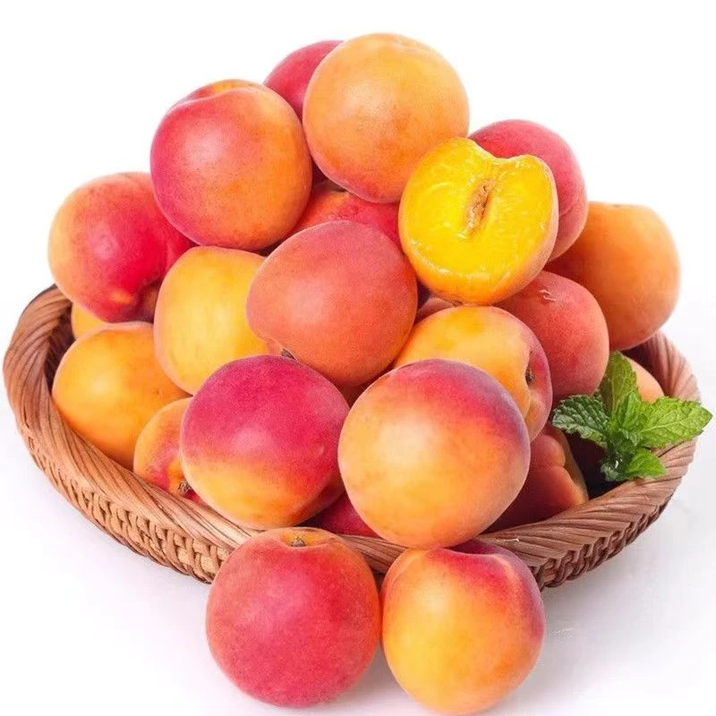 陕西大红杏子孕妇水果新鲜水果酸甜口感当季现摘脱骨丰源红杏