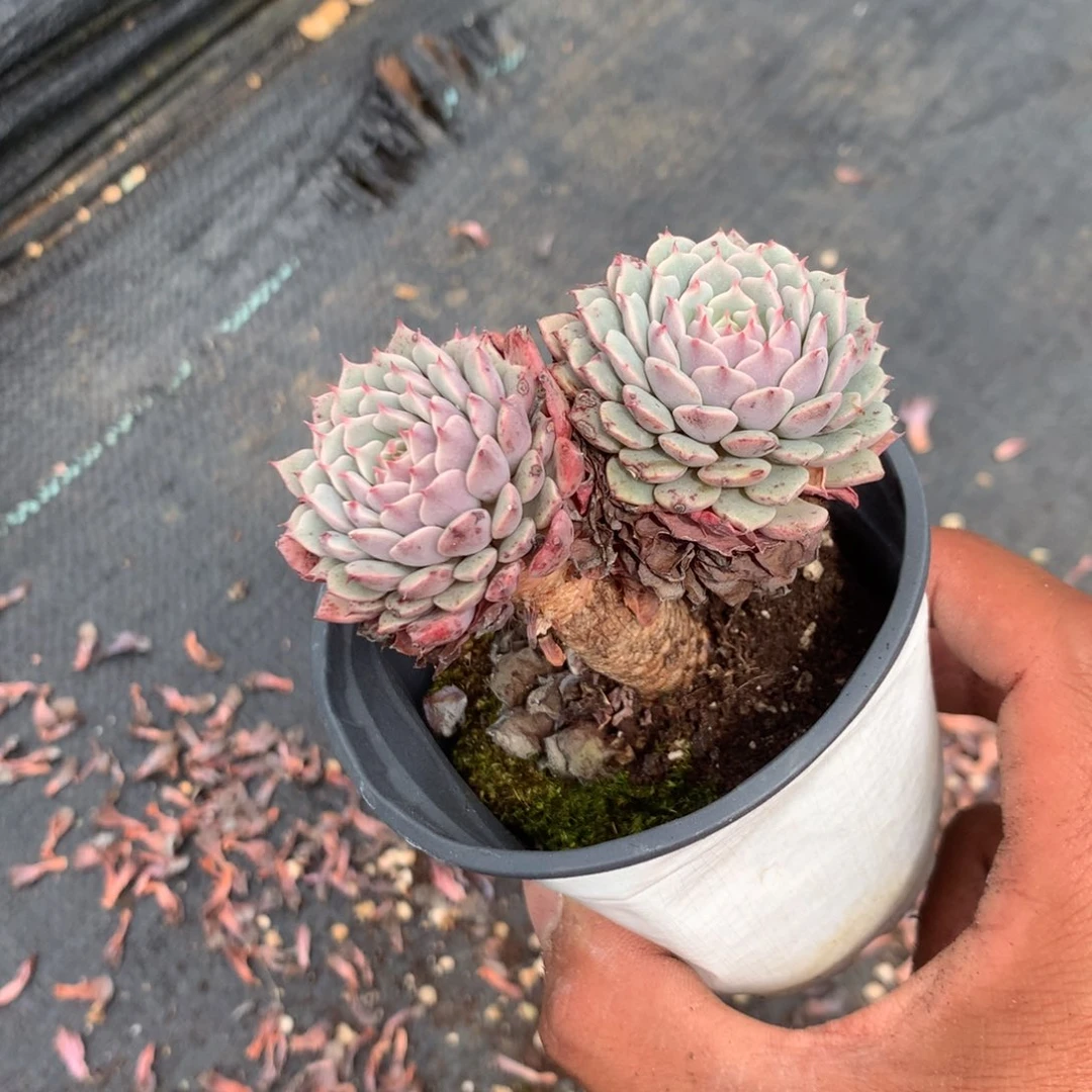 那就是说他没时间我还