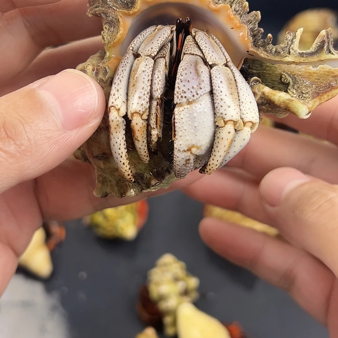 3口马岛深紫一只轻微磨脚