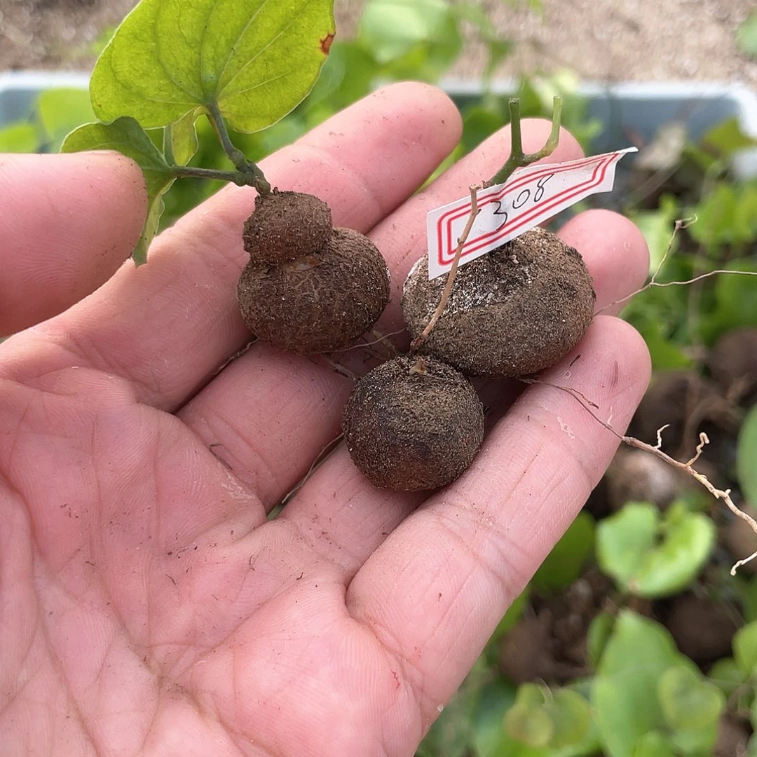 龟甲龙一物一拍308号3颗