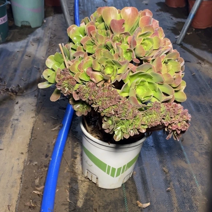 76玫瑰缀多肉植物多肉