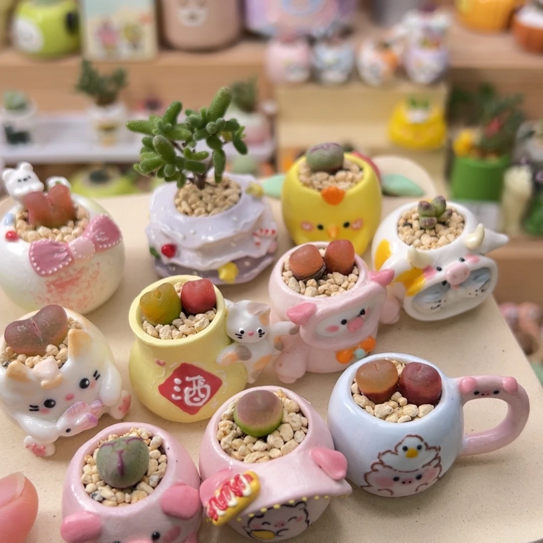 *****多肉植物88号一起