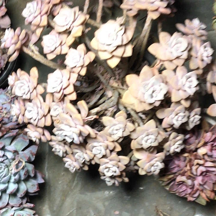 要****?138/////////////////