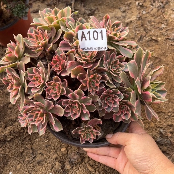 女妖多肉植物101.
