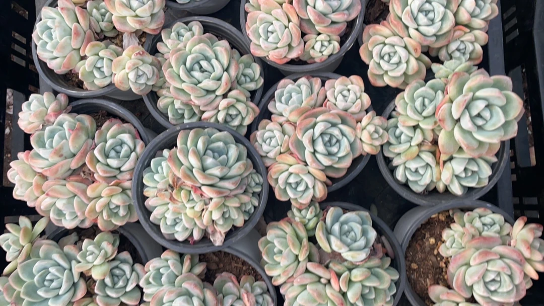 一物一拍多肉链接