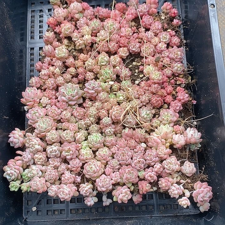 144 多肉植物盆栽花卉植物