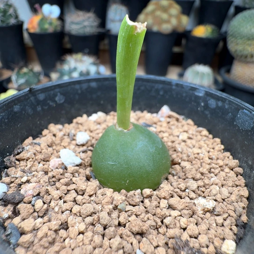 无花朵大仓角殿65